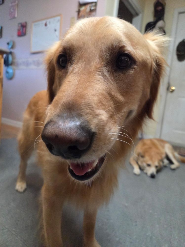 Odin says gee thanks Gigi, I feel much better now. Look at my beautiful golden smile. Klyde in the background supervising the whippersnappers and wondering when the golden boy is going home because he steals some of moms attention.