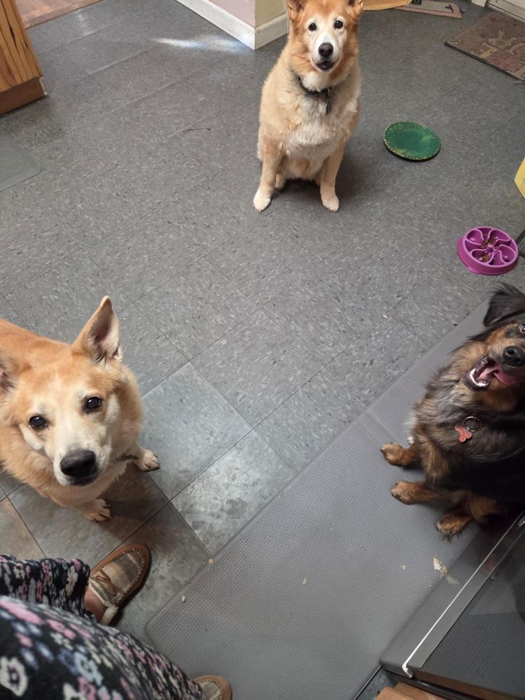 Three of my dogs surrounding me in a triangle for stick treat time.