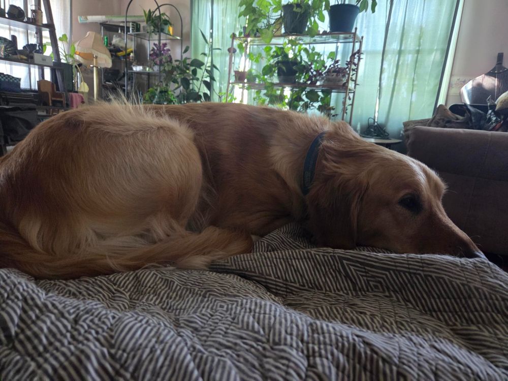Poor Odie was just not up to par for a couple days. Laying his beautiful golden self on the ottoman resting.