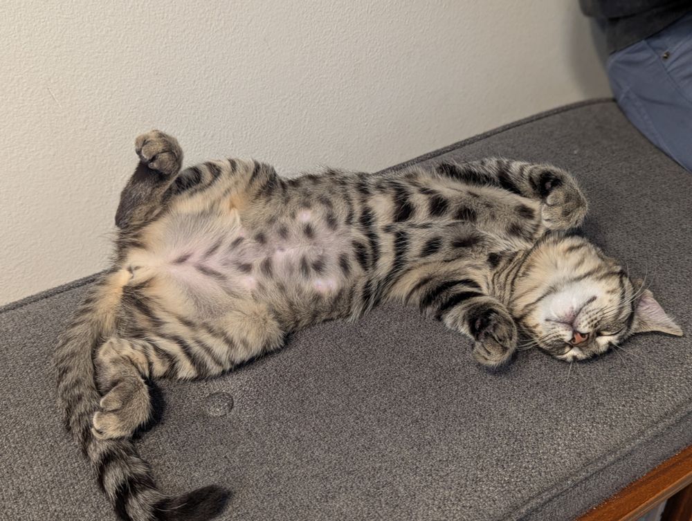 A tabby cat lying belly up with its paws in the air