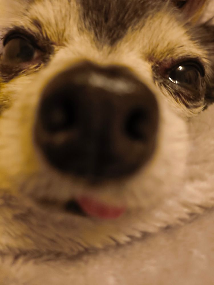 Close up of black long haired Chihuahua with white surrounding his face. His nose is centered and blurred from the focus. His tongue is barely sticking out.