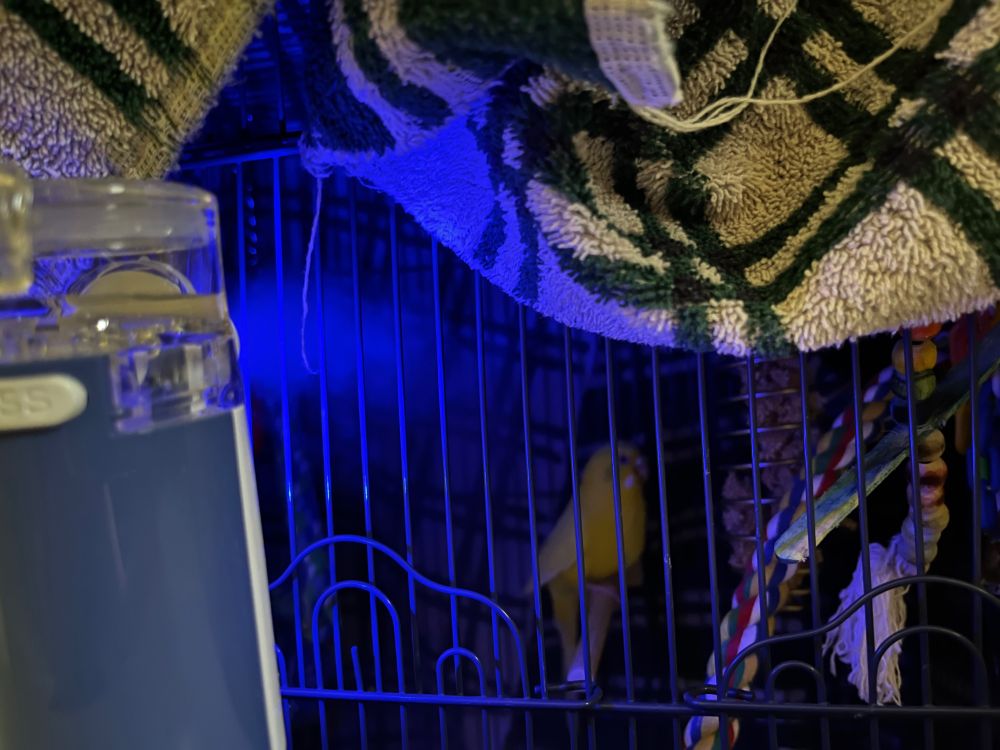 A lutino (yellow with red eyes) parakeet in a cage covered with a towel. A nebulizer is emitting a fine mist into the cage.