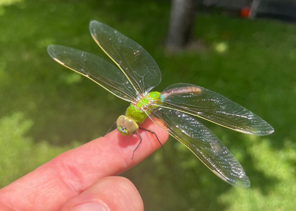 Green darner dragonfly (Anax junius) perched on my index finger.