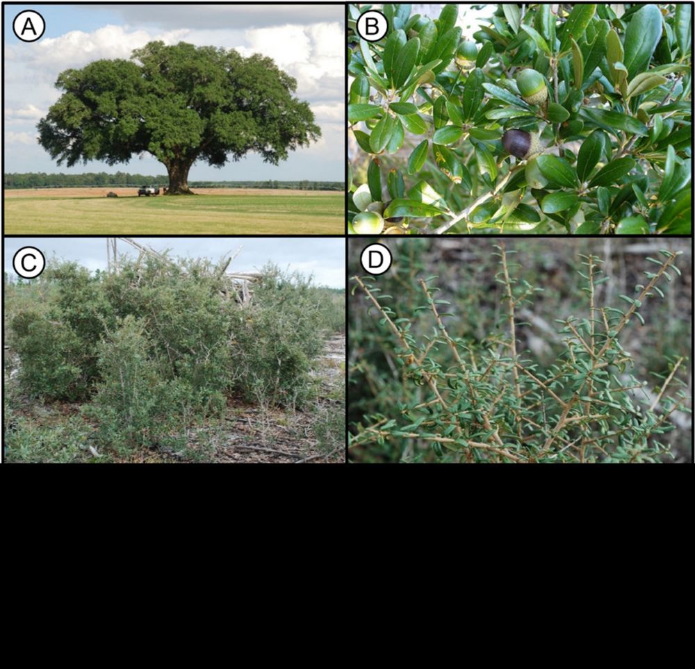 A test of trade-offs in dispersal and reproduction within and between a sister species pair of speci...