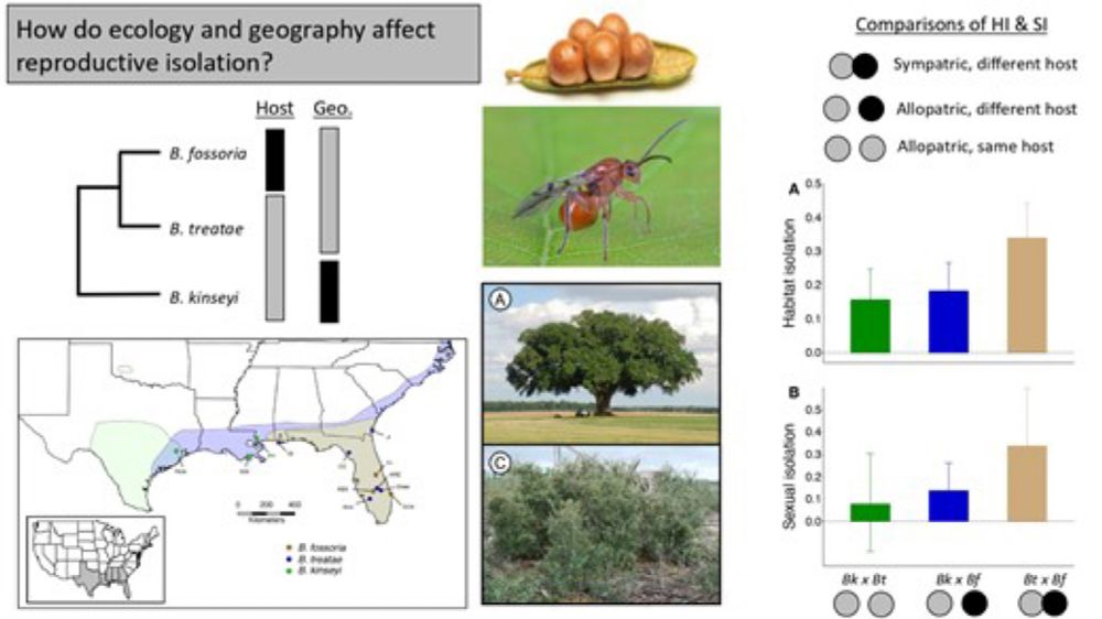 The role of divergent host use and geography in the evolution of habitat isolation and sexual isolat...