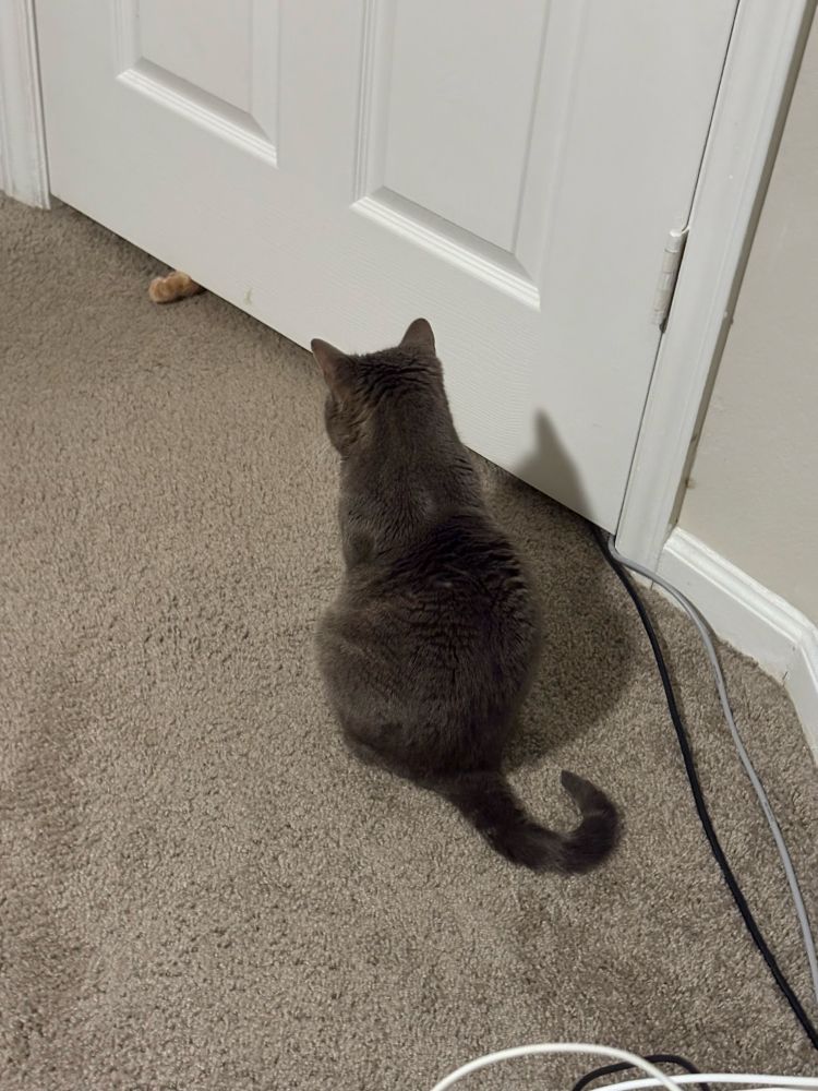 A small gray cat sits looking at an orange paw reaching out from under a door. 