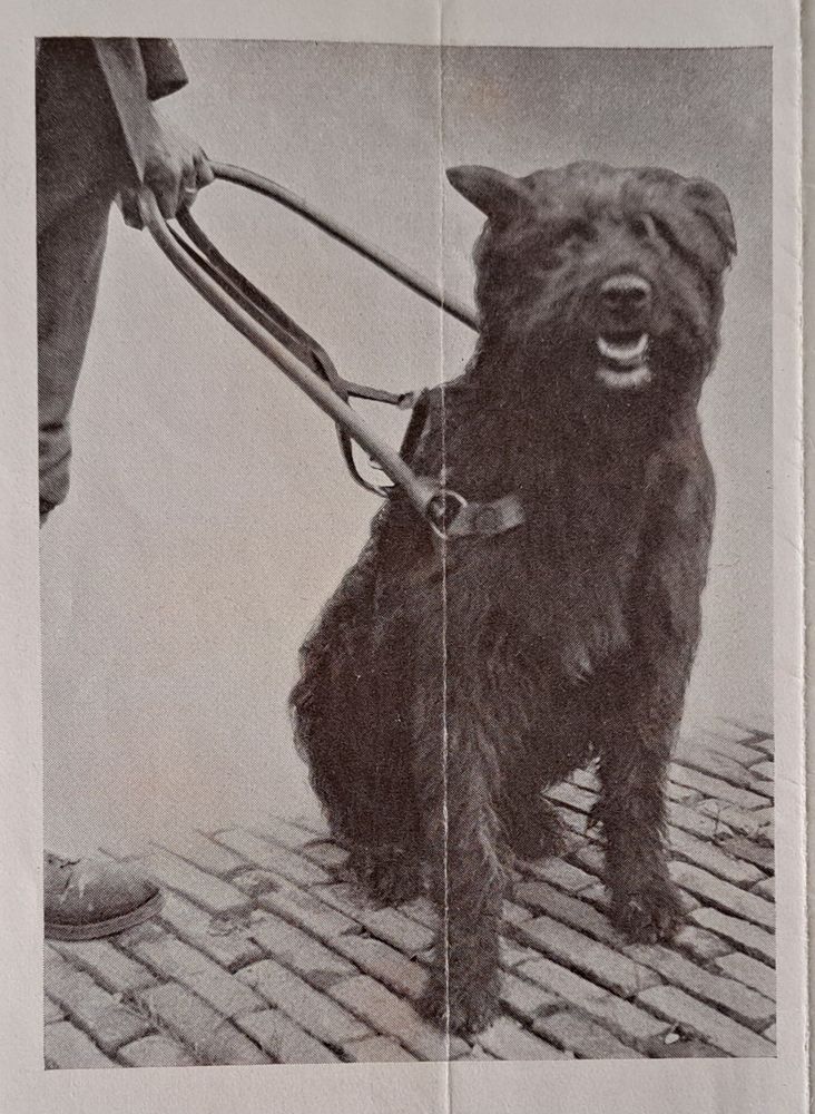 Zwart wit foto van een bouvier in geleidetuig