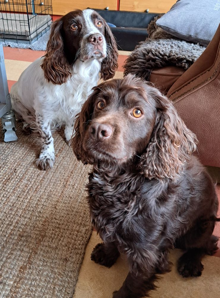 Foto van twee Cocker Spaniels die mij vragend aankijken 