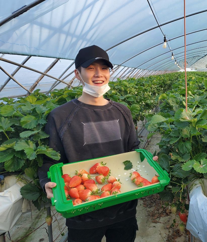 yoongi at jin’s uncle’s strawberry farm holding a tray of strawberries looking delighted