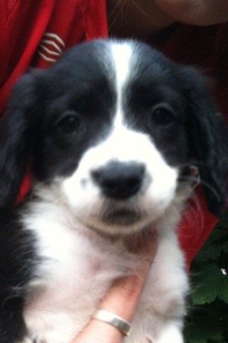A little collie spaniel pup, adorable.