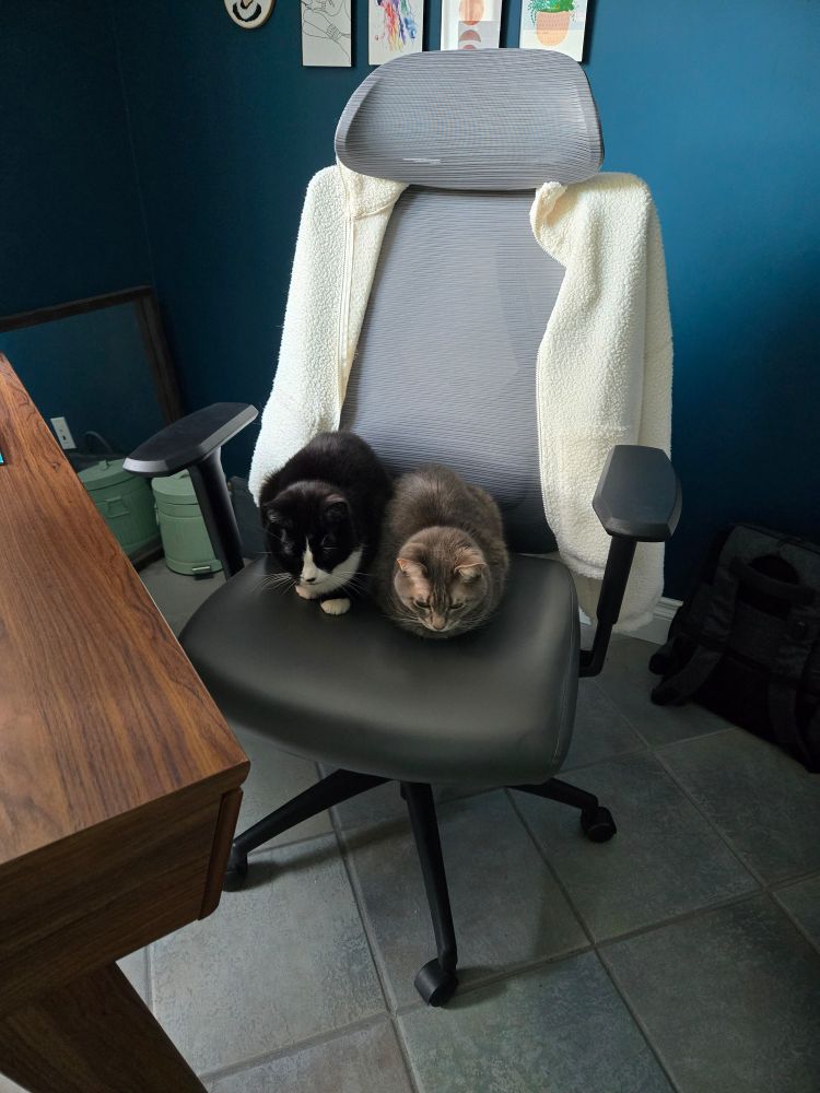 A Grey cat and a tuxedo cat loaf on an office chair