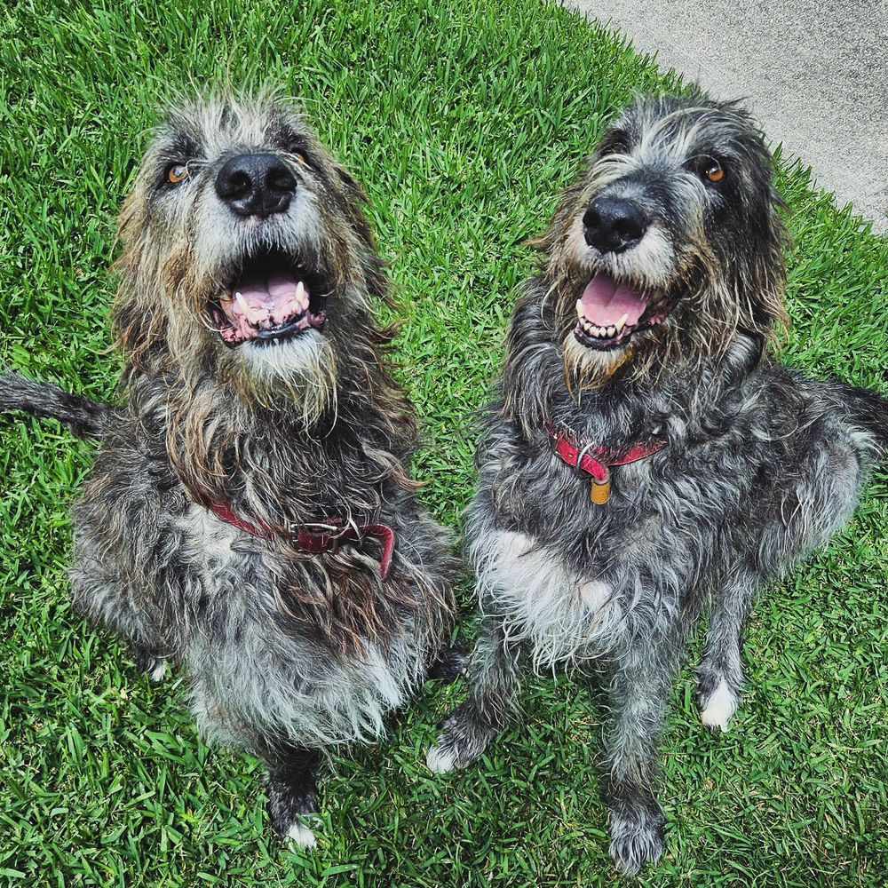 Prompto on the left, Nymeria on the right pictured today for their yearly birthday special photoshoot.