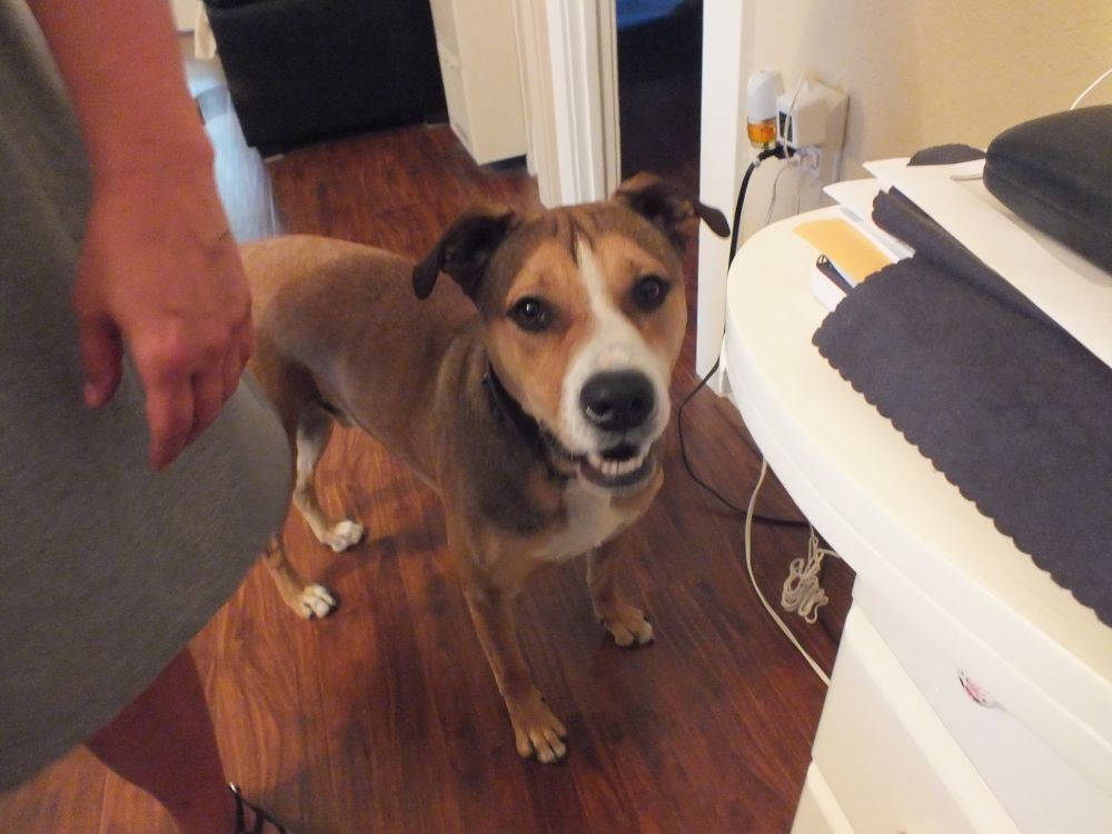 A picture taken of my pitbull, Diesel, when he was younger. He is mostly all brown with a white snout and white belly. He is looking at the camera and smiling.