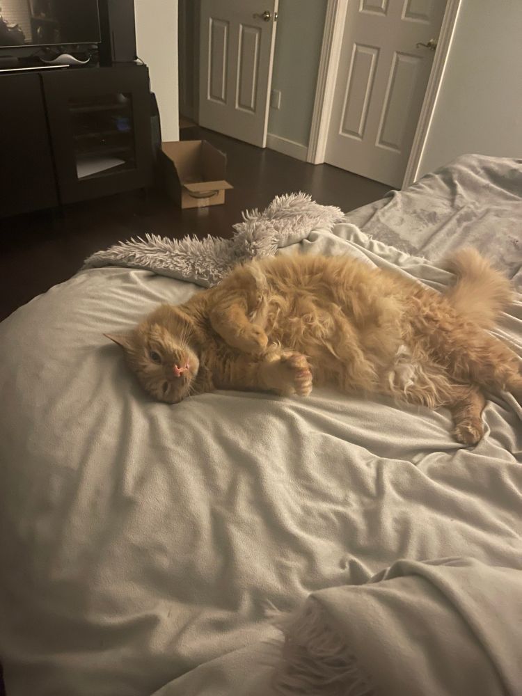 Floofy orange cat laying on a bed with all of his floofness out for the world to see 