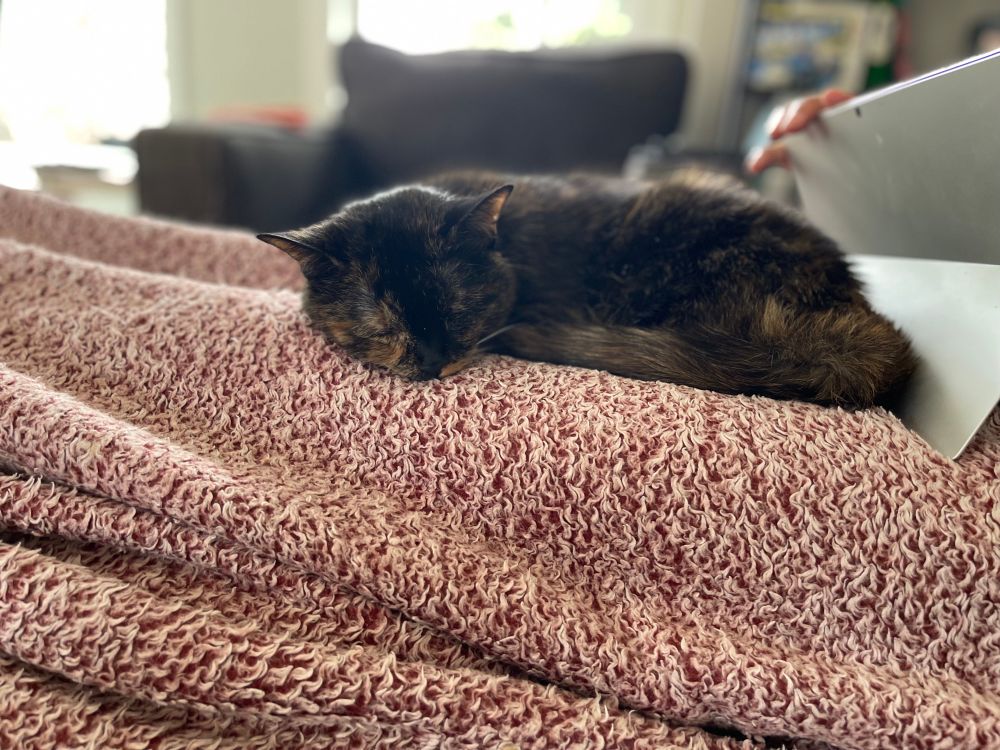 Small dark and light brown cat sleeping on a red and white blanket