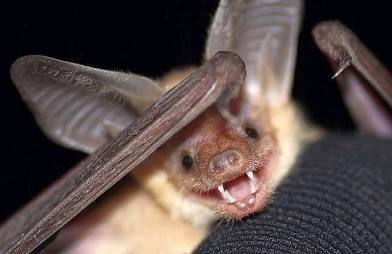 Photo of a pallid bat being adorable. 