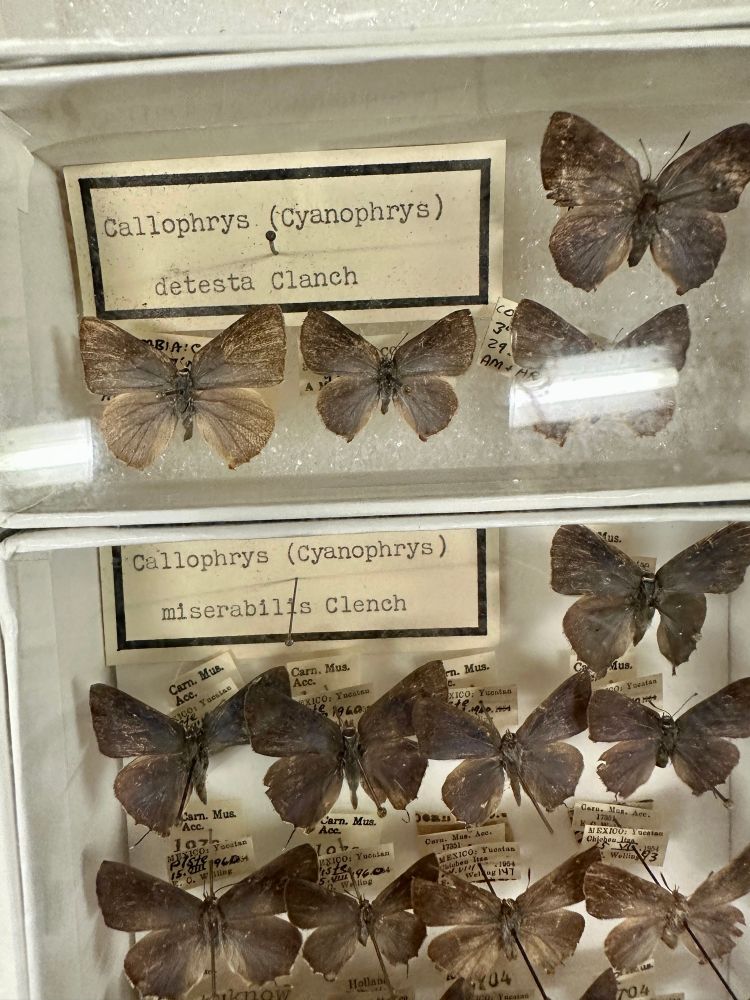 Rather more drab lycaenids, labeled “Callophrys detesta” and “Callophrys miserabilis” ( hallmarks of a taxonomist who has had it up to here with these goddamn butterflies)