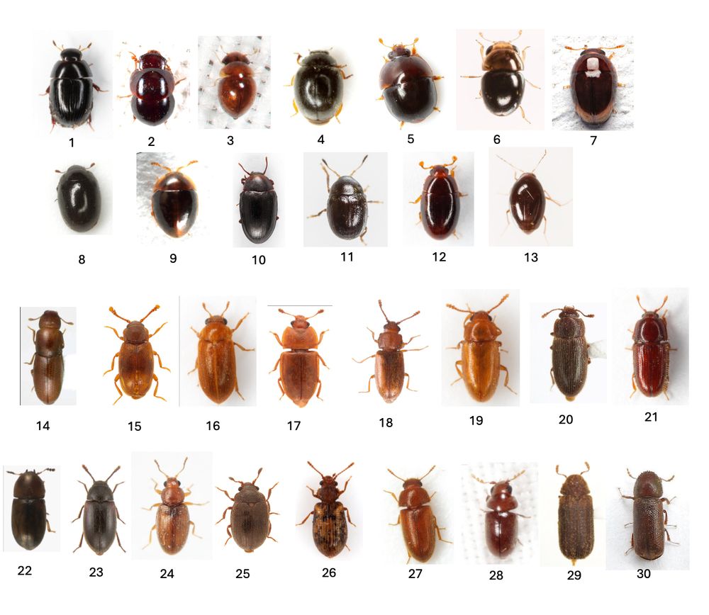 a lineup of bugguide photos illustrating the two main kinds of beetle you might find on your fungus: ROUND and SHINY, or OBLONG with a THREE-SEGMENTED ANTENNAL CLUB