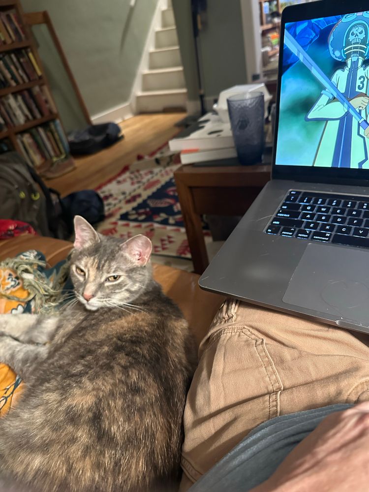 A plump gray tabby with zero brains has usurped the child’s couch spot. She looks indescribably smug about it. On the laptop, an episode of One Piece has been paused.