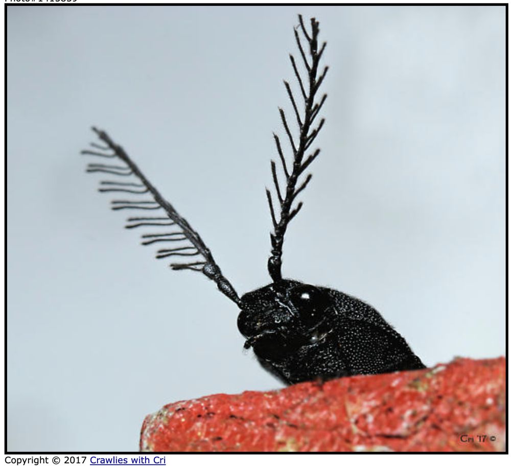 adorable male Pityobius click beetle displaying his exquisitely biflabellate antennae