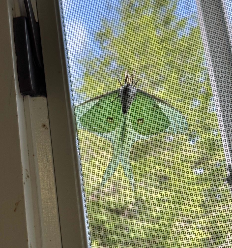 Close-up photo of the ventral aspect of a Luna moth with no appreciation for boundaries 