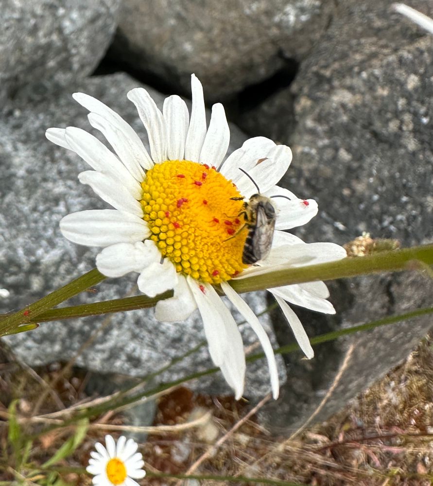 Daisy flower with one (anthophorine?) bee, an individual thrips, and more than a dozen tiny red mites
