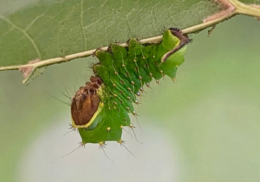 Delicious, juicy, faintly translucent green Polyphemus caterpillar
