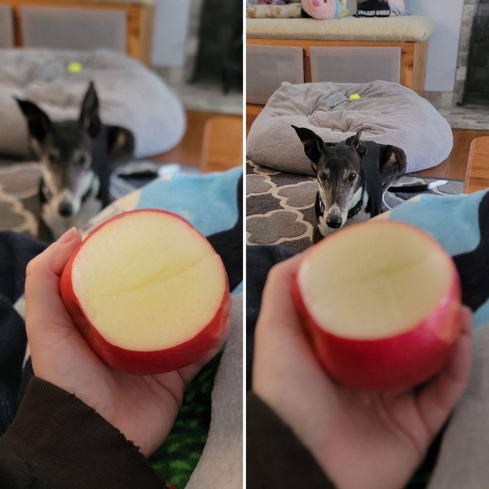 Collage of two side-by-side photos. Left photo has a person holding an apple that has a large slice taken out of it and there is a blurry black and white greyhound laying in a sphinx position on a grey and white rug in the background and staring intently at the apple. The right photo has the same photo, but the apple is blurry and the greyhound is in focus.
