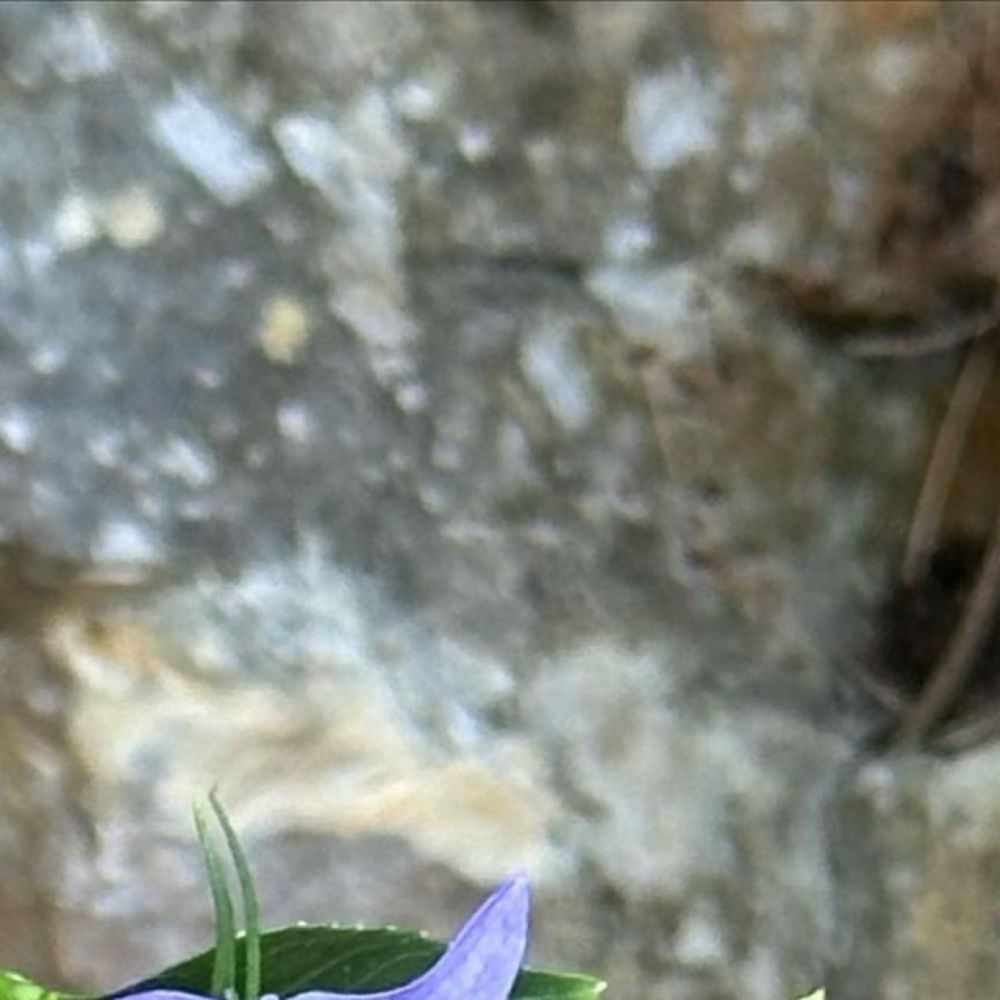 oberonsghost on Instagram: "Bellflowers. #NoFilter #Meganisi #GhostOnTour #Wildflowers #Flowers"