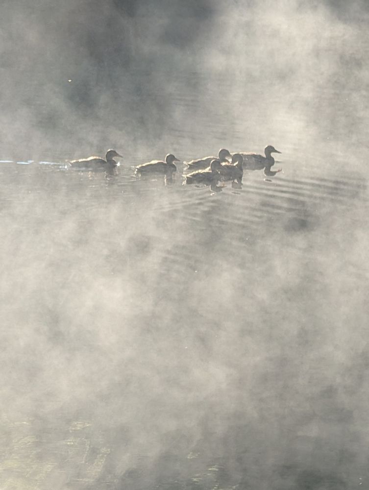A family of ducks swimming on a misty lake