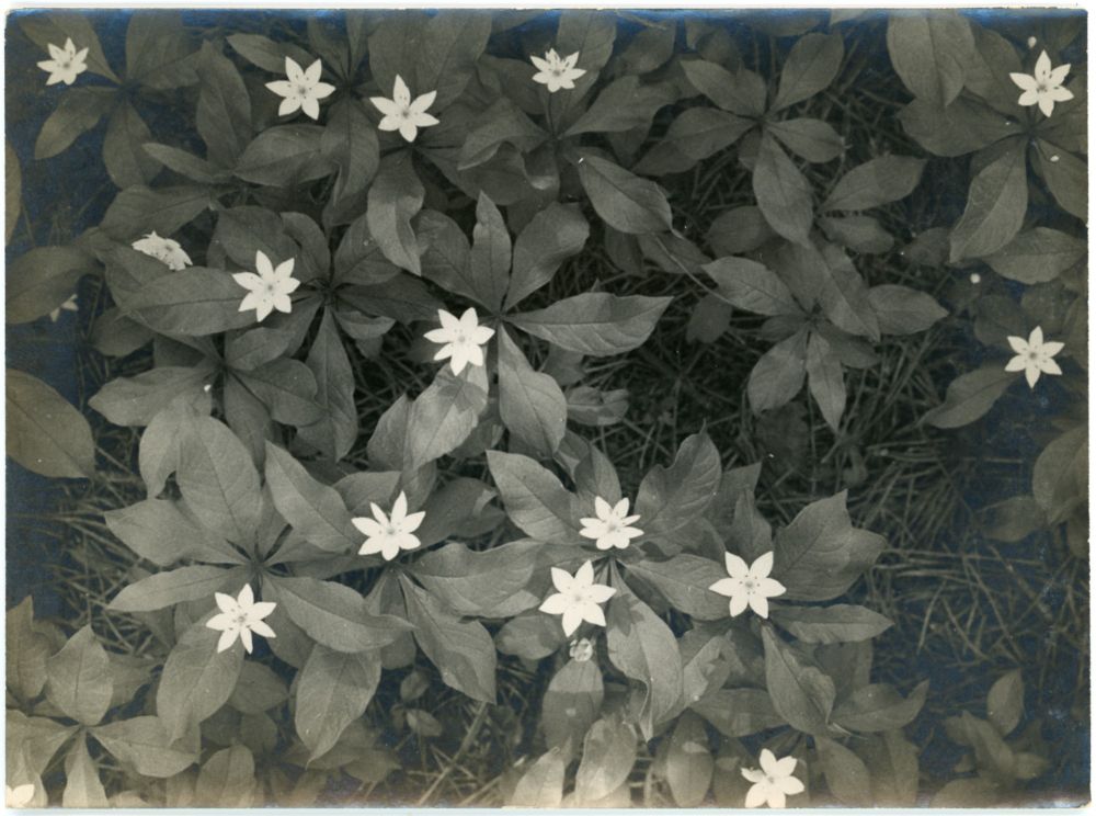 Bloeiende zevenster (trientalis), Beekbergen Spelderholt, Juni 1935; Gelders Archief: 0909 - 365-0023, fotograaf onbekend, Public Domain Mark 1.0 licentie.