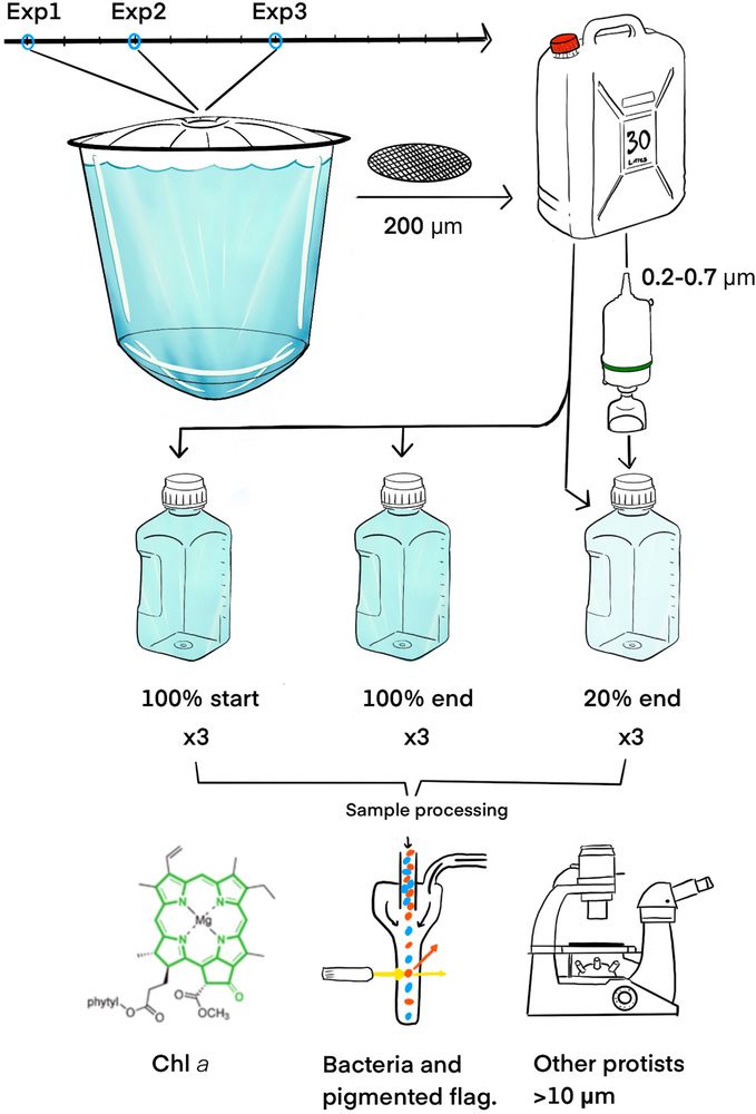 Timeline of the AlkalOcean mesocosm experiment (14 d, D1–D14) highlighting the days where the three grazing incubations were conducted (Exp1 on D1, Exp2 on D4, and Exp3 on D8), and a summarized scheme showing the experimental workflow including mesocosm sampling, incubations, and sample processing.