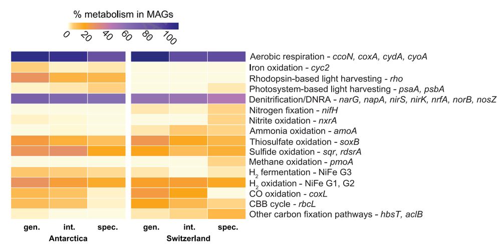 Metabolic capabilities of MAGs identified as habitat generalists (gen.), intermediates (int.), or specialists (spec.) at the Antarctic and Swiss glaciers.
