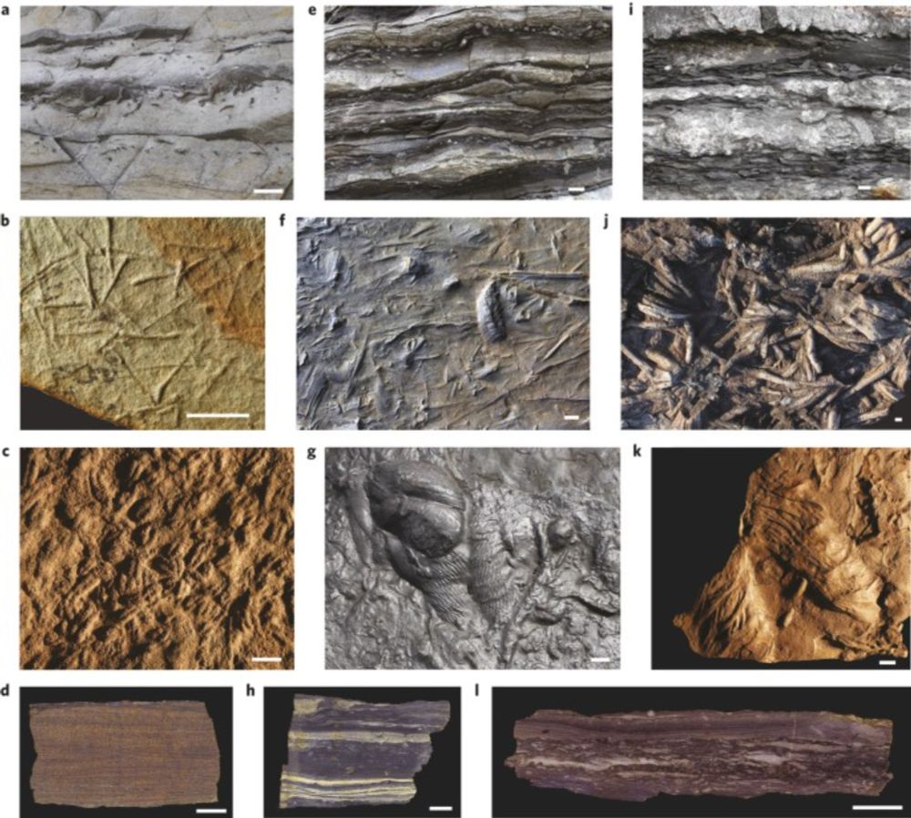 Protracted development of bioturbation through the early Palaeozoic Era - Nature Geoscience