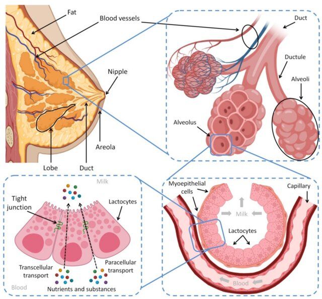 A cross-section scheme of the mammary gland, breast lobe components and process of lactation. Lactation is the process of producing milk from mammary glands in response to hormonal changes, which is secreted in response to an infant sucking. Each mammary gland is composed of a group of alveoli clusters called a lobe, while the alveoli contain balloon-like cavities called alveolus’, which are responsible for milk secretion and storage upon prolactin induction. Alveolus’ are comprised of milk-secreting cuboidal cells called lactocytes surrounded by contractile myoepithelial cells, which in turn respond to oxytocin and push the milk out of the alveoli into the ducts. They also push blood nutrients, immune cells and other molecules across lactocytes into the milk through both the transcellular and paracellular pathways. Created with BioRender.com

Source: https://www.mdpi.com/2227-9059/10/6/1219