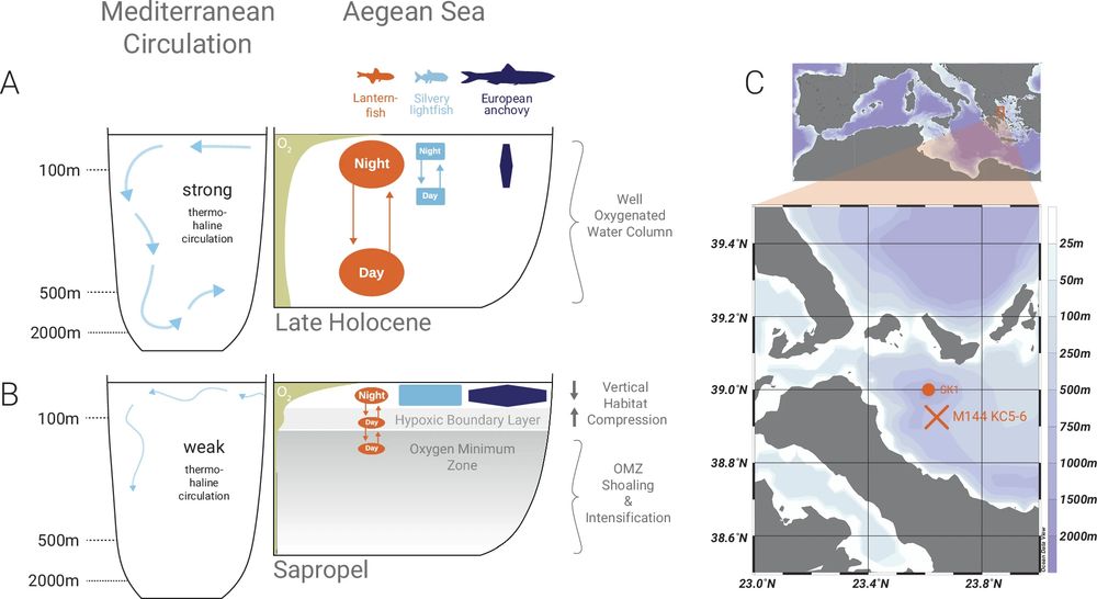 A High mesopelagic fish production in a well-ventilated water column during the Late Holocene. B Enhanced/low epipelagic/mesopelagic fish production under expanded ocean hypoxia during Sapropel deposition. C Ocean data view bathymetry map of study area and core locations of M144 KC5-6 (this study) and SK1.