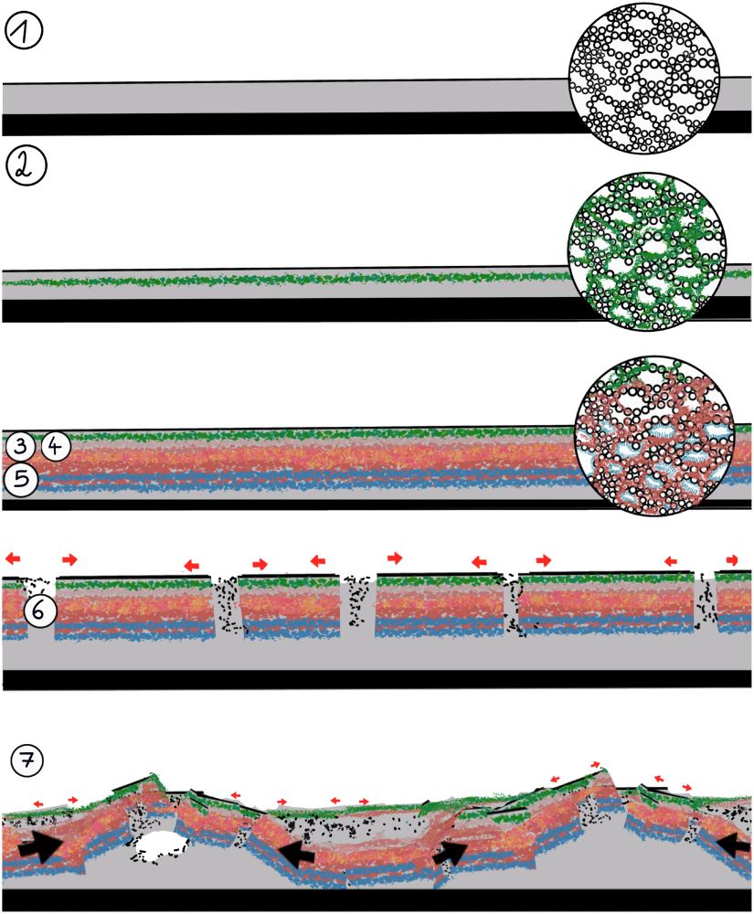 Illustration of the formation process in the intertidal: (1) deposition, (2) population of the sediment by a microbial mat, (3) micritization, (4) migration of the microbial mat towards the top of the sediment, (5) precipitation of aragonite cement, (6) fracturing, (7) infilling, lateral expansion (red arrows) and buckling of the crust (black arrows). Black represents the solid eroded Holocene reef, grey represents soft sediment, green represents microbial mats, red represents micritic cement and blue represents aragonitic cement. Circles on the right illustrate the sediment and component structure in the form of keystone vugs, which are translated into the consolidated carbonate crust.