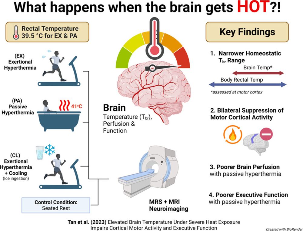 Title: What happens when your brain gets hot? Showing how brain and body temperament relate and possible effect,s including effect on executive functions 