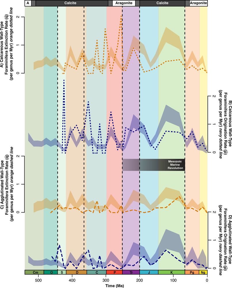Bootstrap analysis for the origination rates and extinction rates of calcareous (dotted lines) and agglutinated (dashed lines) foraminifera. (A) Expected (light orange shading) versus actual (dark orange dotted line) calcareous extinction rates, (B) expected (light blue shading) versus actual (dark blue dotted line) calcareous origination rates, (C) expected (light orange shading) versus actual (dark orange dashed line) agglutinated extinction rates and (D) expected (light blue shading) versus actual (dark blue dashed line) agglutinated origination rates. Vertical dashed lines indicate the Big Five mass extinction events; the Phanerozoic time scale is at the bottom of the figure; transitions between calcite and aragonite seas are indicated at the top of the figure and the black gradient bar (middle) represents the approximate duration of the Mesozoic Marine Revolution (MMR). p̂ = origination rate; q̂ = extinction rate.
