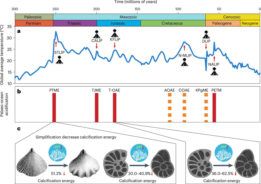 a, Global average temperature and the timing of large igneous province (LIP). Modified from ref. 108. b, Palaeo-ocean acidification events during the Mesozoic and Cenozoic. Solid red lines represent confirmed ocean acidification events. Dashed orange lines represent disputed ocean acidification events. c, Morphological simplification in brachiopods and foraminifera reduces the increased calcification energy caused by ocean acidification across the PTME and T-OAE in this study. AOAE, Aptian oceanic anoxic event; CALIP, Central Atlantic LIP; COAE, Cenomanian oceanic anoxic event; DLIP, Deccan LIP; KFLIP, Karoo-Ferrar LIP; KPgME, Cretaceous–Palaeogene mass extinction; NALIP, North Atlantic LIP; N-MLIP, Naturaliste-Madagascar LIP; PETM, Paleocene-Eocene Thermal Maximum; STLIP, Siberian Traps LIP; TJME, Triassic–Jurassic mass extinction.
