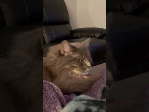 When the SpongeBob theme plays but you're the real cartoon character now👁️😼