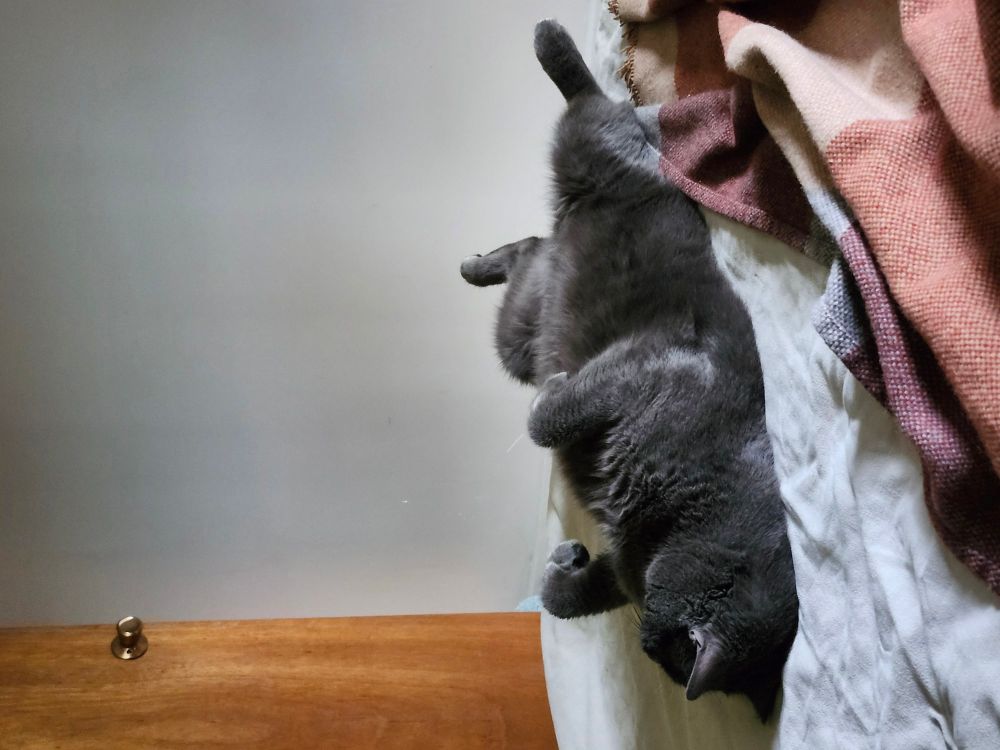 A grey cat lying upside down on a bed, totally chill, doing its best sea otter impersonation.