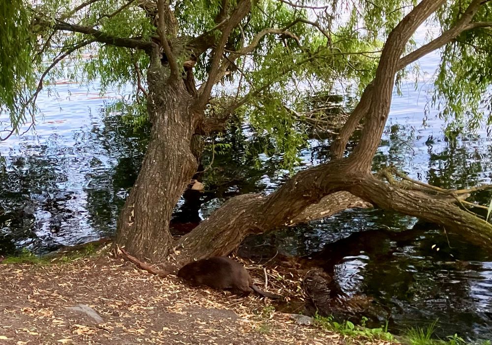 Beaver on land