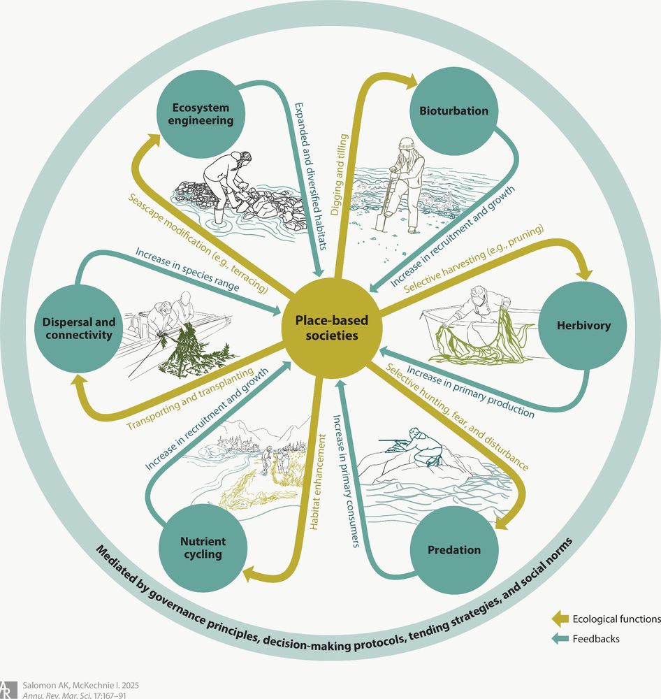 igure 2  Ecological functions (gold arrows) and feedbacks (teal arrows) of contemporary place-based coastal ocean societies. These reciprocal relationships, which develop over time through trial and error from ancestral practices, are mediated by governance principles, social norms, decision-making protocols, and intentional caretaking (i.e., management and conservation) actions. Illustration inspired by Bliege Bird & Nimmo (2018) and created by Arianna Augustine, Stz'uminus Nation. 