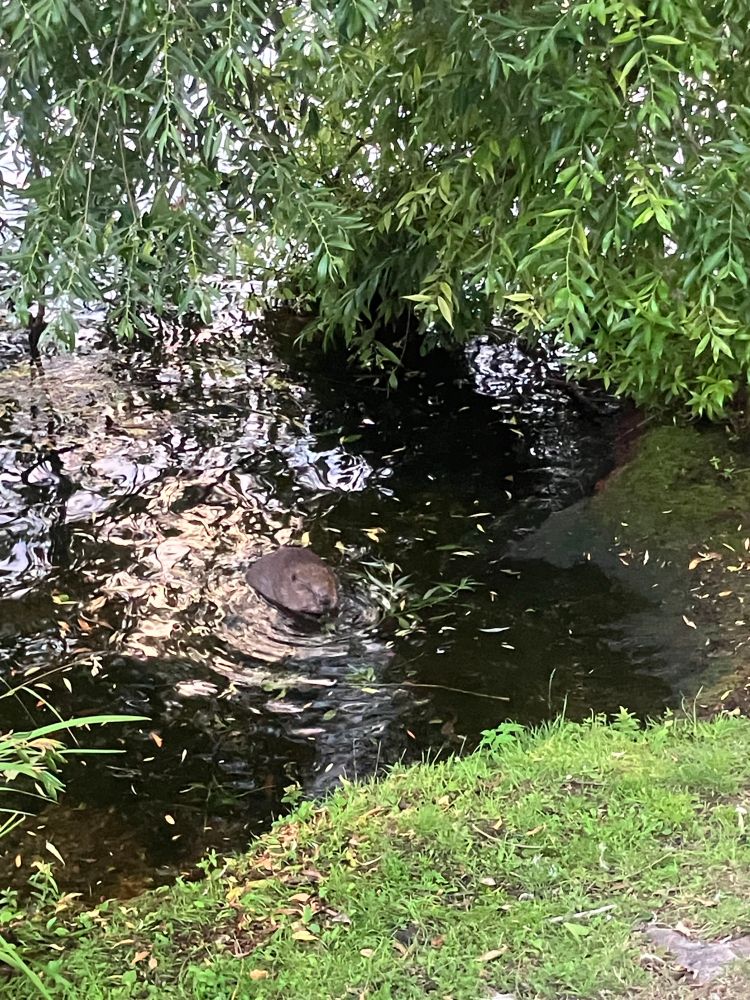 Beaver by shore