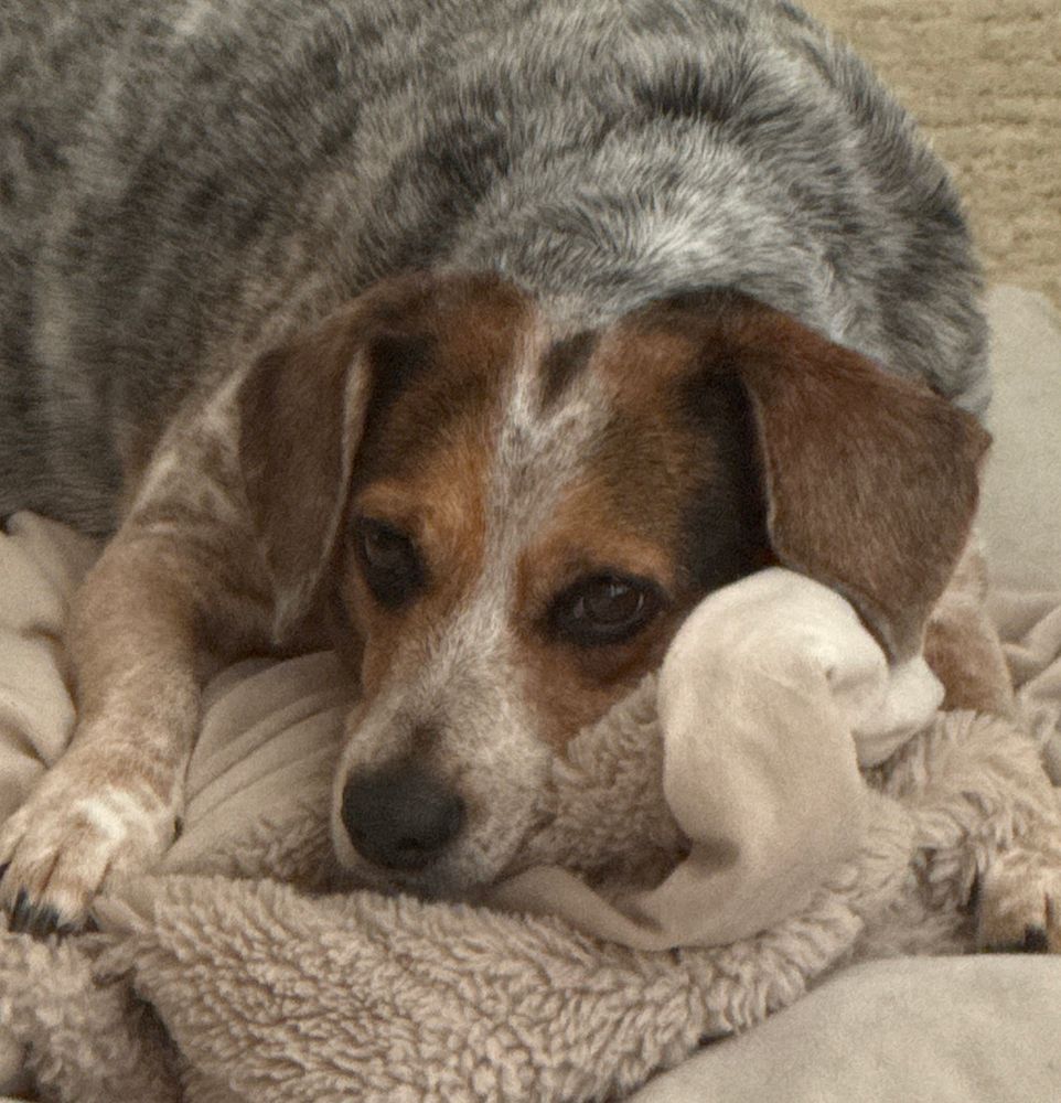 Beagle/Healer mixed breed mommy-dog lying on her favorite bed and looking very concerned.