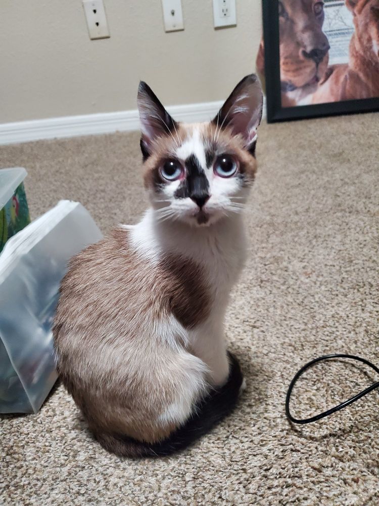 A kitten facing the camera and looking adorable