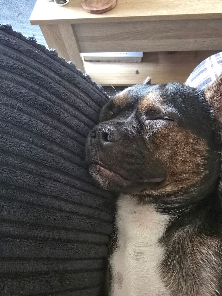 The cutest little frenchi/Chihuahua cross you ever did see. 