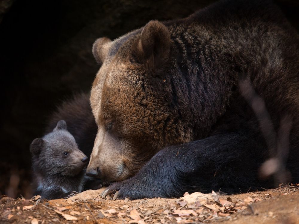 Trump administration makes it easier for hunters to kill bear cubs and wolf pups in Alaska