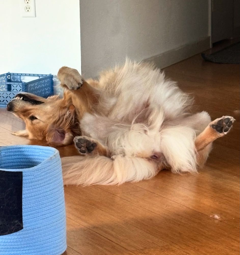 Just an absolute oaf of a golden retriever